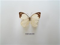 藏品(雲紋尖粉蝶)的圖片